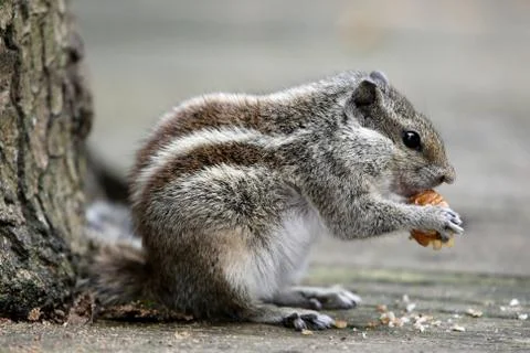 Three-striped Palm Squirrel Stock Photos