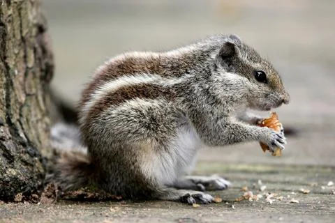 Three-striped Palm Squirrel Stock Photos