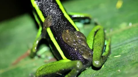 Three-striped Poison Dart Frog (Ameerega trivittata) with TADPOLES on its back! Stock Footage 10949996