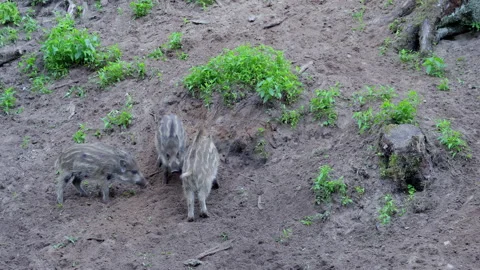 Three striped very small wild boar piglets are eating, fighting and playing. Stock Footage 233954959