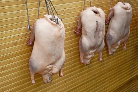 Three stuffed geese before grill Stock Photos