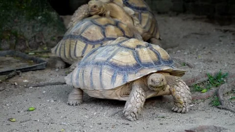 Three Sulcata tortoise at floor. Back is matting process Stock Footage 248058417