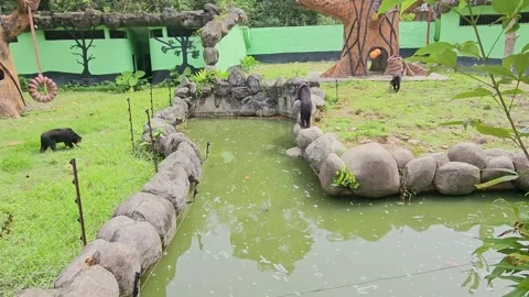 Three Sun Bears Exploring Enclosure by Pond Stock Footage 321888277