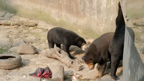 Three Sun bears in the zoo Stock Footage 119454791