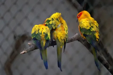 Three sun conure parrots perched on a branch, with their bright yellow 스톡 사진