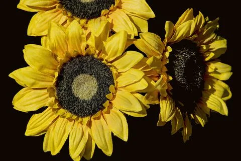 Three sun flowers Stock Photos