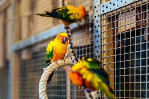  Three Sun Parakeets sitting on a perch. Aratinga solstitialis Three Sun P... 스톡 사진