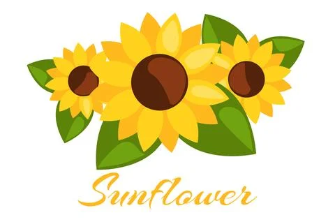 Three sunflower, isolated vector flower. Sunflower closeup Stock Illustration