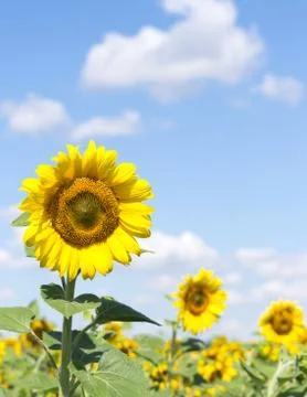 Three sunflower Stock-Fotos