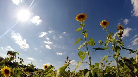 Three Sunflowers in the Field Time Lapse Stock Footage 41395889