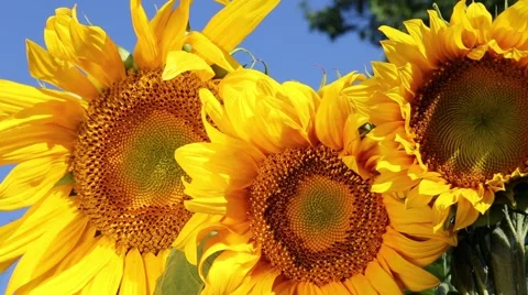 Three sunflowers Video stock 40249275