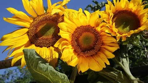 Three sunflowers Video stock 40362998