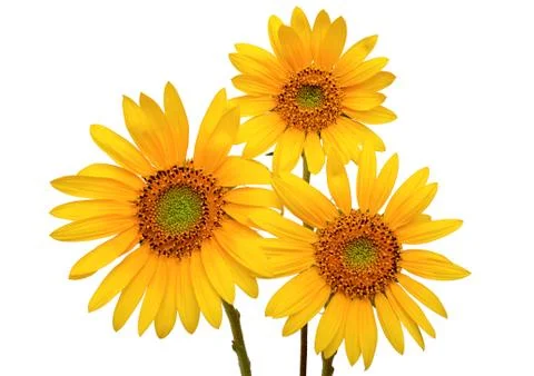 Three sunflowers Stock Photos
