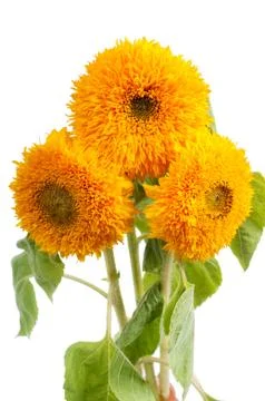 Three sunflowers Stock Photos