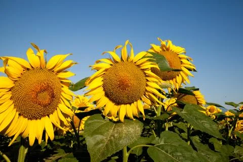 Three sunflowers Stock-Fotos