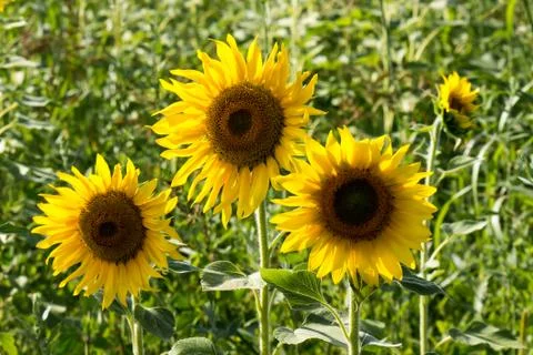 Three sunflowers Stock Photos