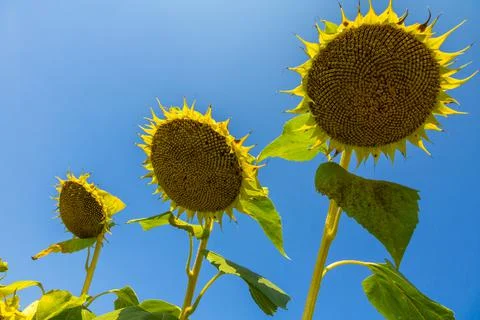Three sunflowers 写真素材