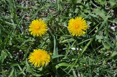 Three sunny dandelions in thick spring grass Foto stock