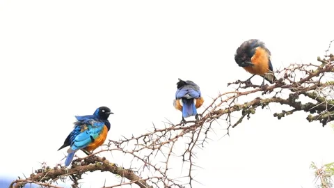 Three Superb Starling birds on the tree branch Video stock 305801199