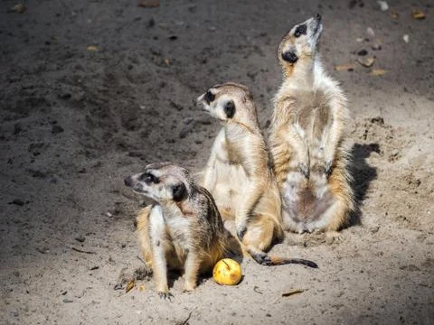 Three suricates watching out. Fotos Stock