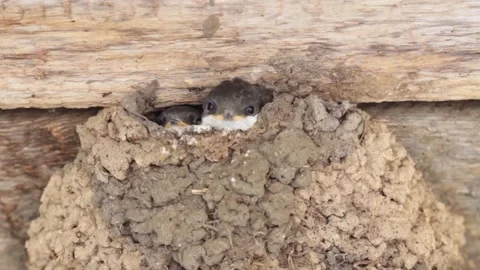 Three swallow chicks look into the camera from the swallow house, close-up Stock Footage 135731545