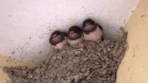 Three swallow chicks sit in a nest Vidéo 251740700