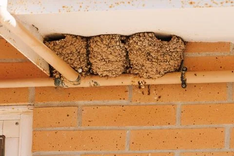 Three swallow nests on the facade of a building Фото