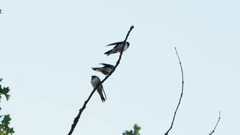 Three swallows defending their branch against intruding swallows Video stock 281509370