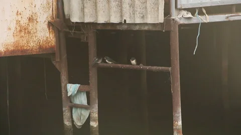 Three swallows in the fog Stock Footage 244272412
