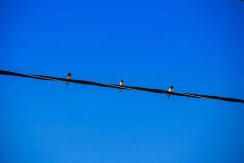 Three swallows sitting on the wire Stock Photos