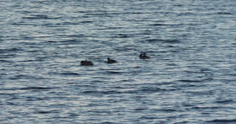 Three swamp ducks swim on the waves and clean their feathers Stock Footage 314968115