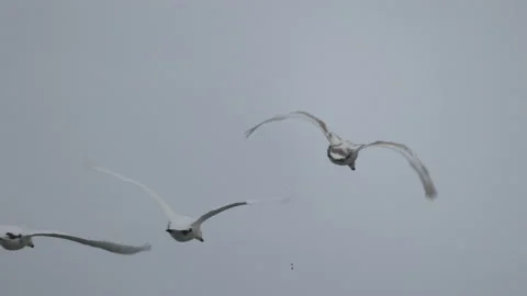 Three swans are flying against the cloudy sky, 4K slomo Stock Footage 169076380