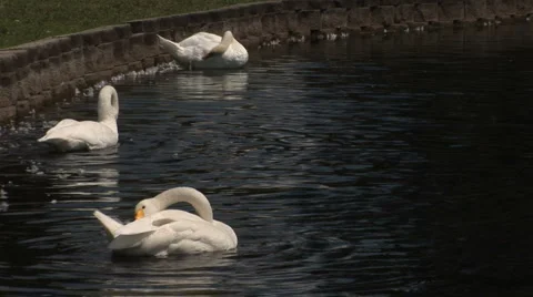Three swans cleaning Stock Footage 914858