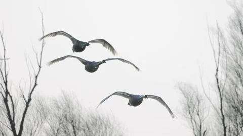 Three swans in flight, close-up, 4K slomo Stock Footage 175968351