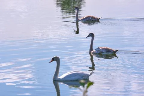Three swans floating on the lake Stock Photos