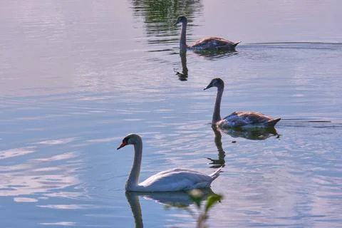 Three swans floating on the lake Stock Photos