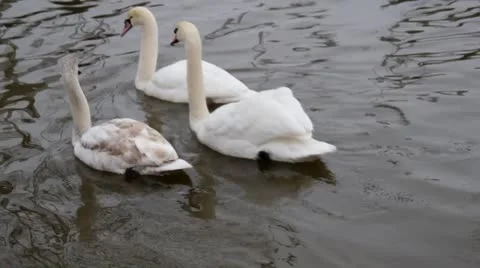 Three swans Stock Footage 21253821