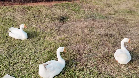 Three Swans in Grassfield Stock Footage 313020293