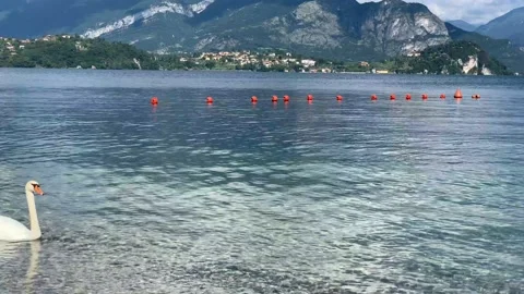 Three swans lake como summer family father mother chick son lierna swimming Stock Footage 135476046