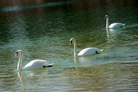 Three swans in a lake Stock Photos