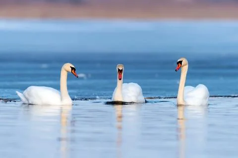 Three swans in lake Stock Photos