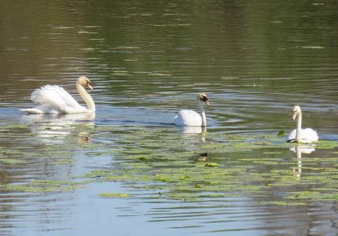 Three swans on a lake Photos