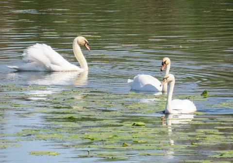 Three swans on a lake 库存照片