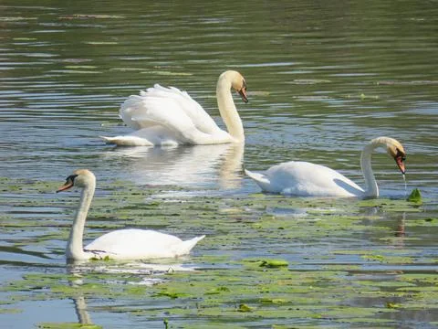 Three swans on a lake Foto stock