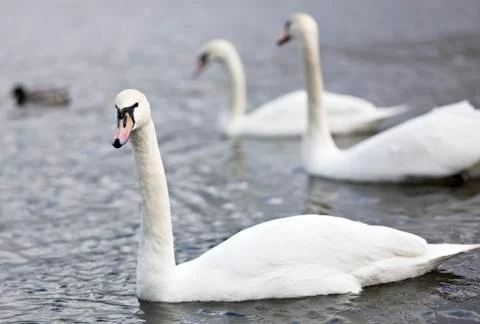 Three swans Foto stock
