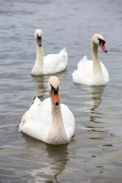 Three swans Stock Photos