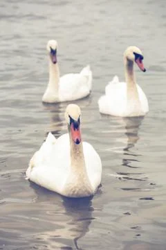 Three swans Stock Photos