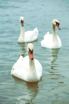 Three swans Stock Photos