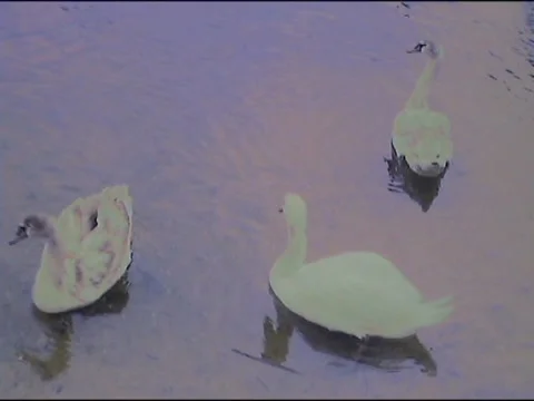 Three swans in a pond Stock Footage 133810392