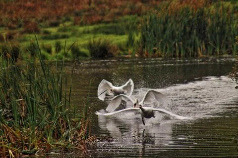 Three swans squabbling Stock Photos